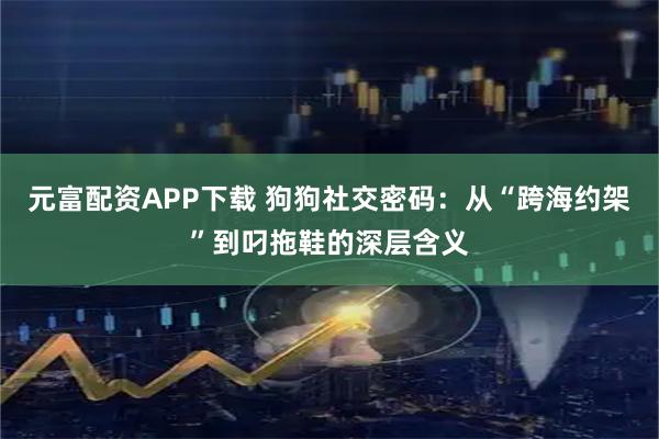 元富配资APP下载 狗狗社交密码：从“跨海约架”到叼拖鞋的深层含义