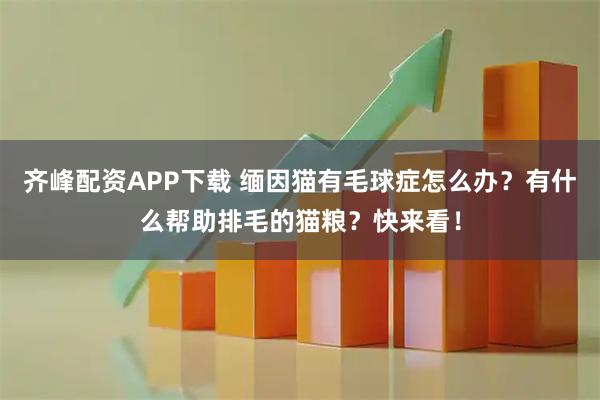 齐峰配资APP下载 缅因猫有毛球症怎么办？有什么帮助排毛的猫粮？快来看！